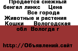 Продается снежный бенгал(линкс) › Цена ­ 25 000 - Все города Животные и растения » Кошки   . Вологодская обл.,Вологда г.